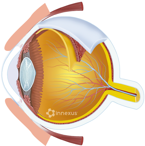 Eye Anatomy